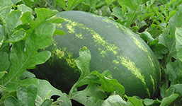 Watermelon Patch