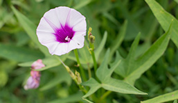 sweet potato morning glory