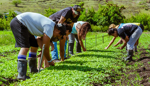 picking kale